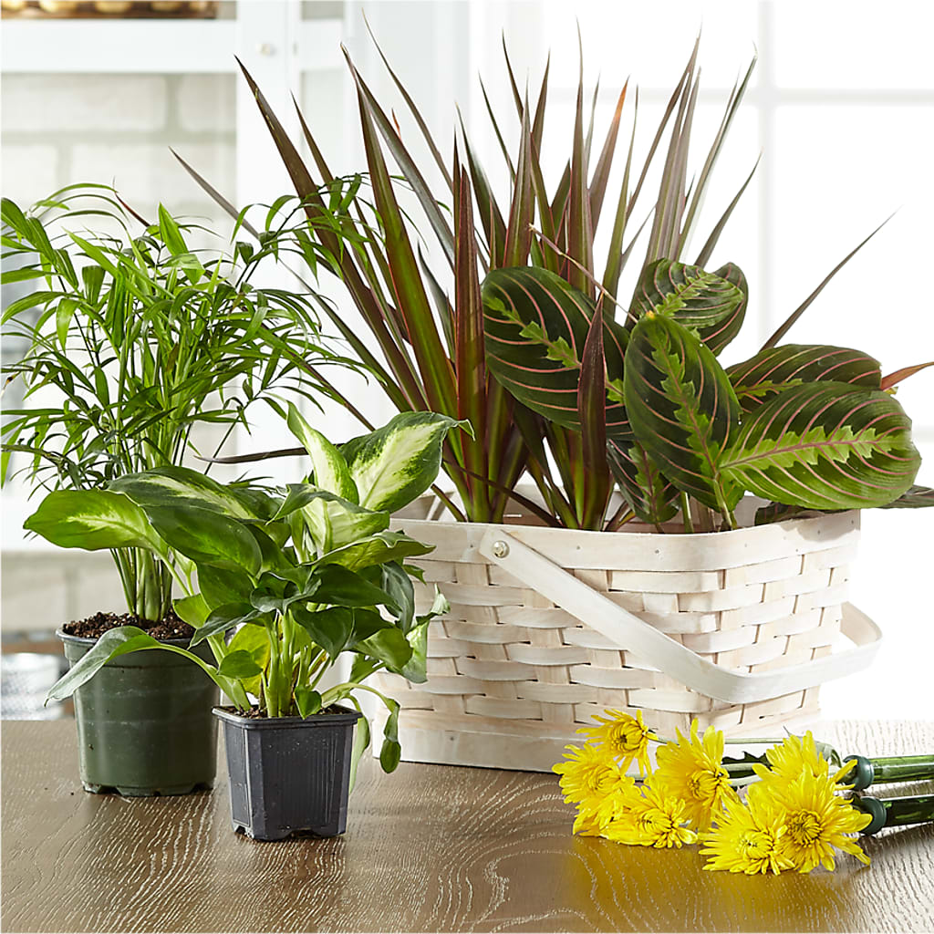 Florist Designed Blooming and Green Plants in a Basket – Netcong Village Florist, Netcong NJ