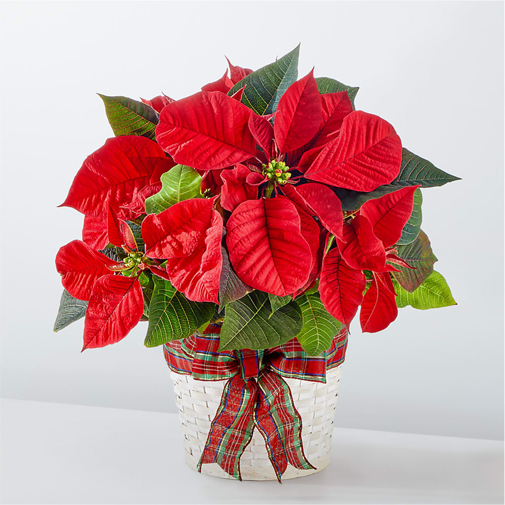 Happiest Holidays Poinsettia – Netcong Village Florist, Netcong NJ
