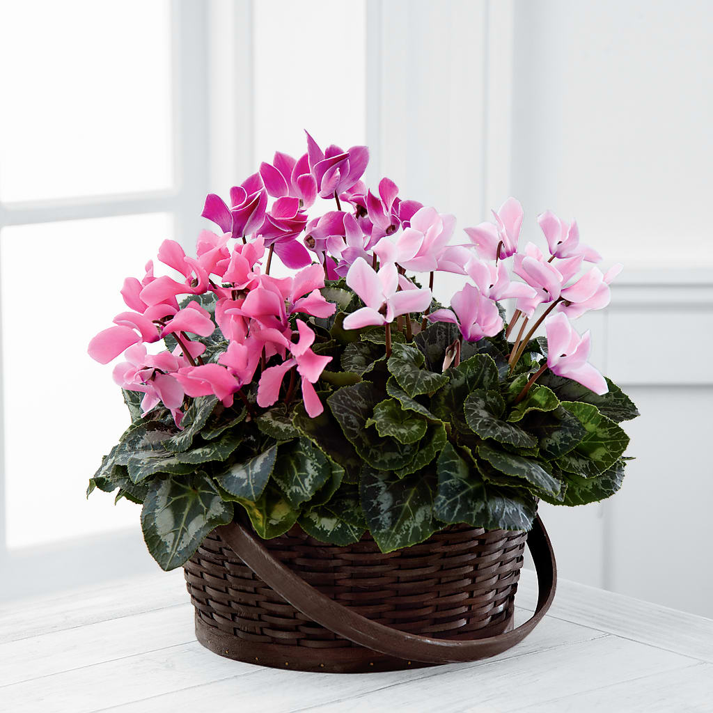 Mixed Cyclamen Planter – Netcong Village Florist, Netcong NJ