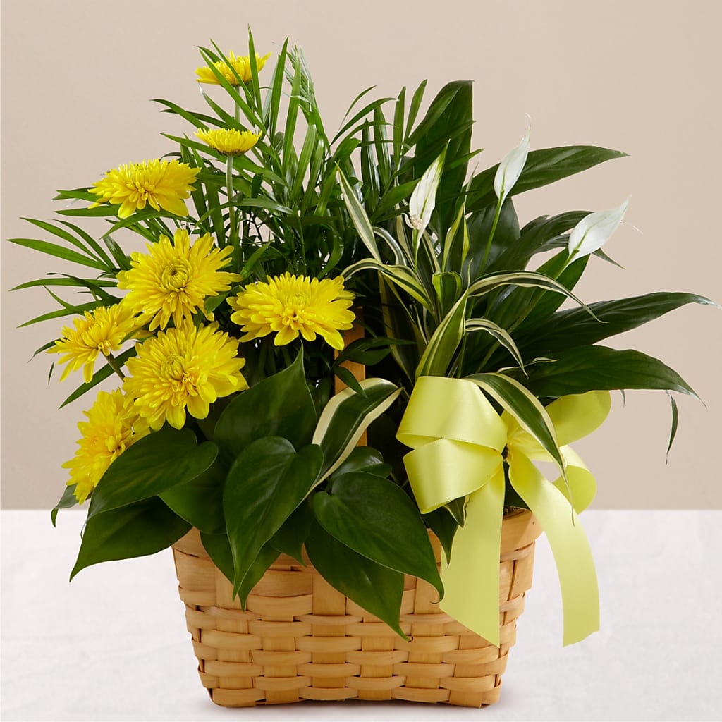 Loving Light Dishgarden – Netcong Village Florist, Netcong NJ
