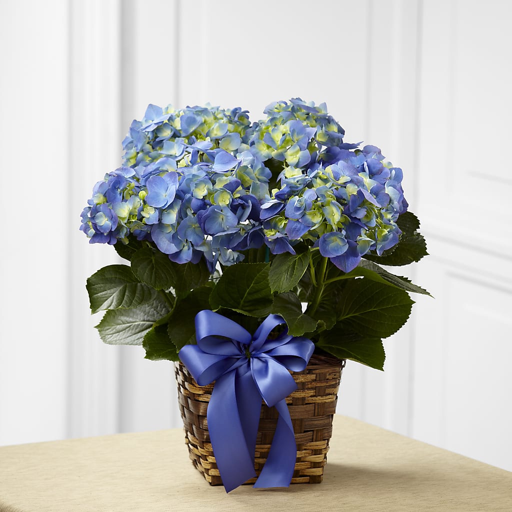 Blue Hydrangea Planter – Netcong Village Florist, Netcong NJ