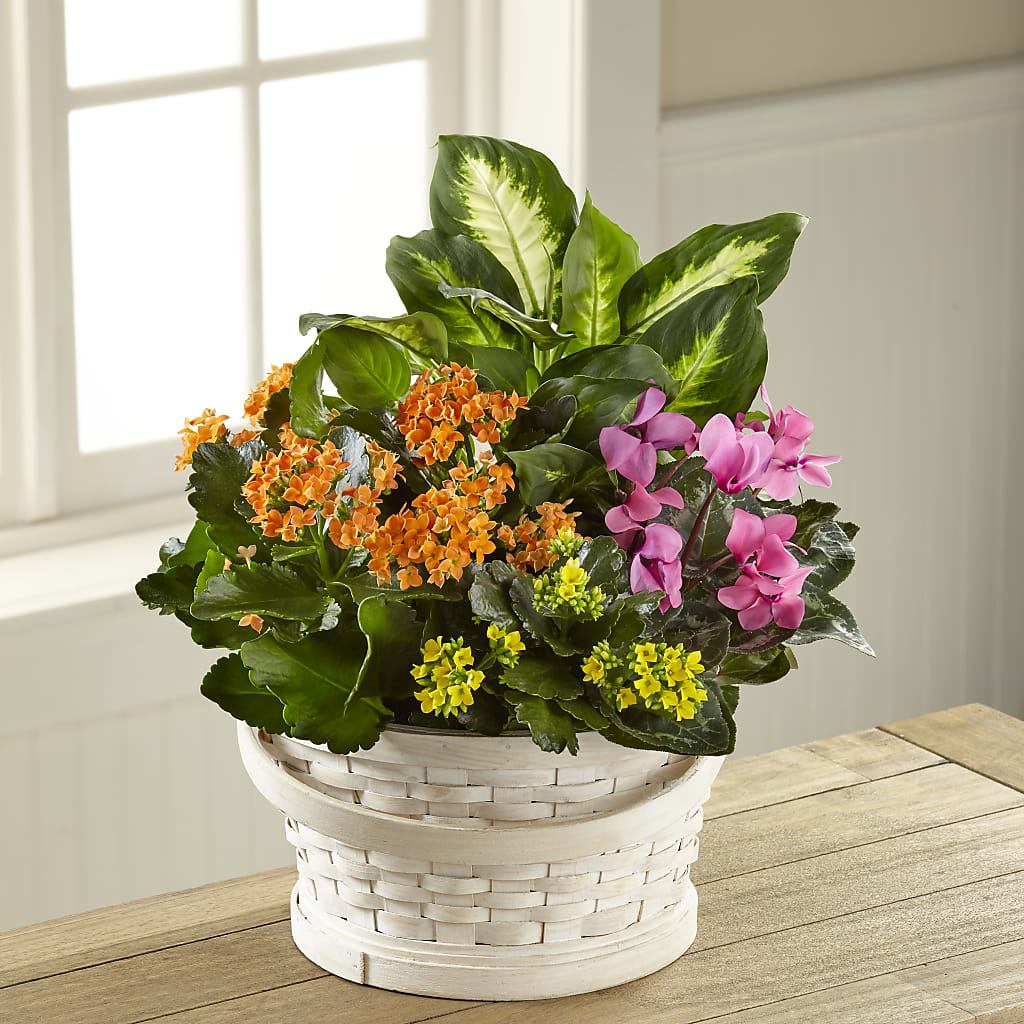 Color Crush Dishgarden – Netcong Village Florist, Netcong NJ
