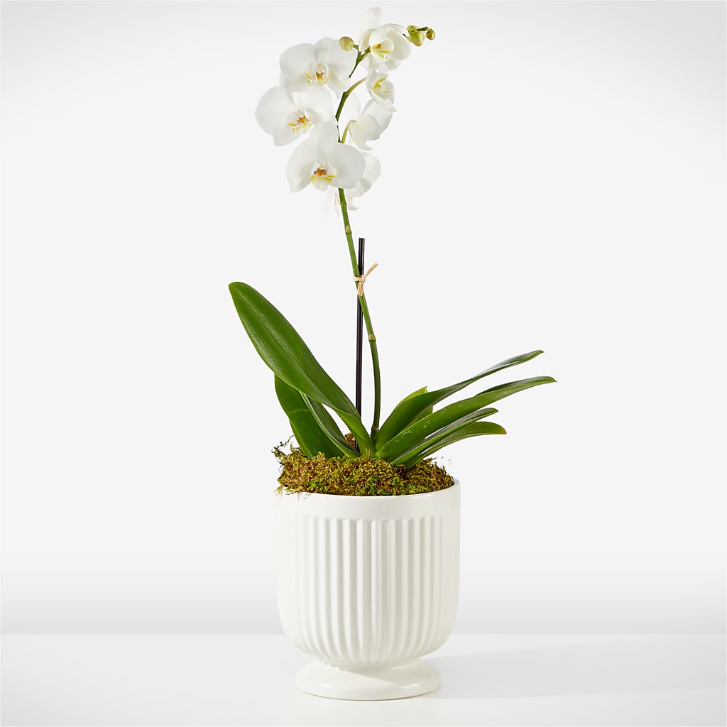 Whispering White Orchid – Netcong Village Florist, Netcong NJ