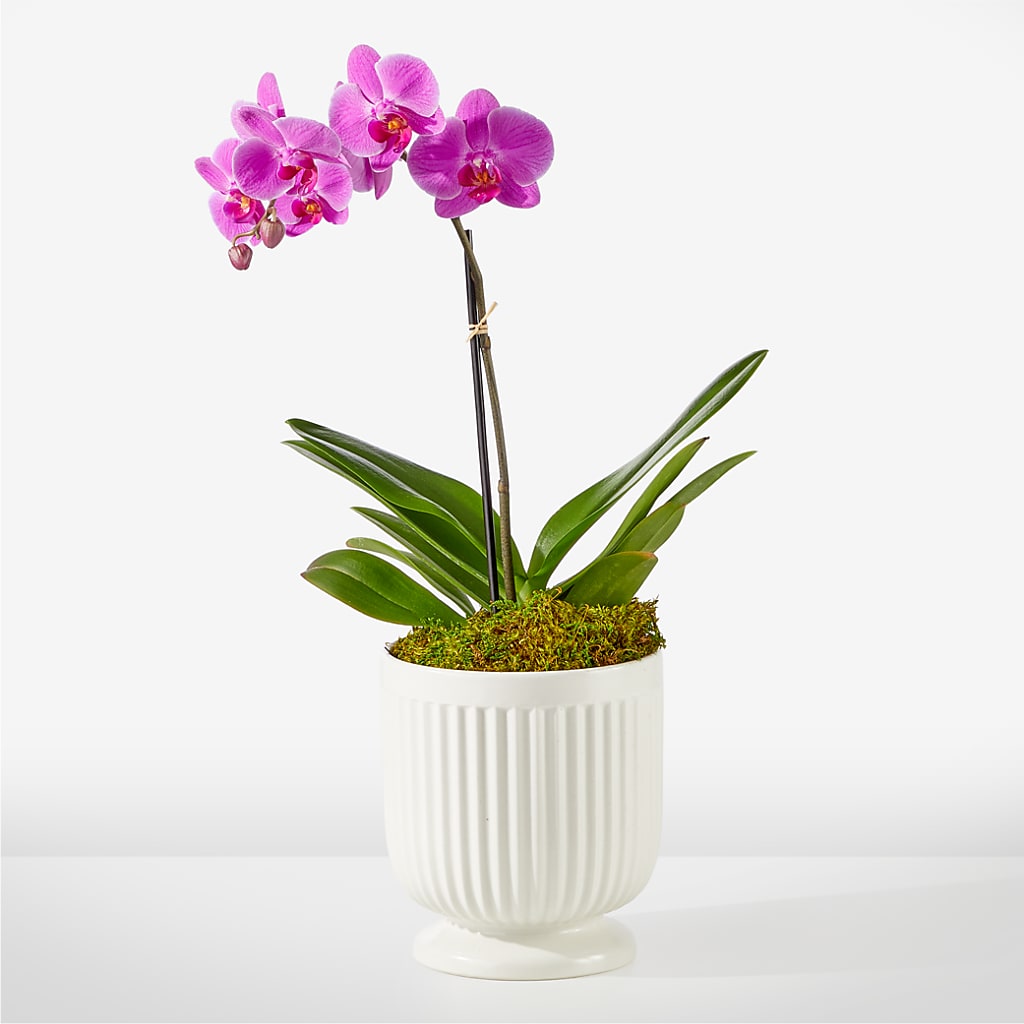 Friendly Fuchsia Orchid – Netcong Village Florist, Netcong NJ