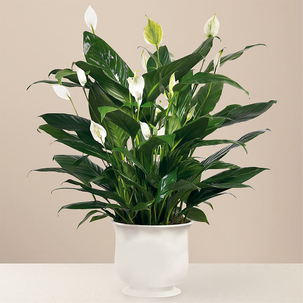 Comfort Planter – Netcong Village Florist, Netcong NJ