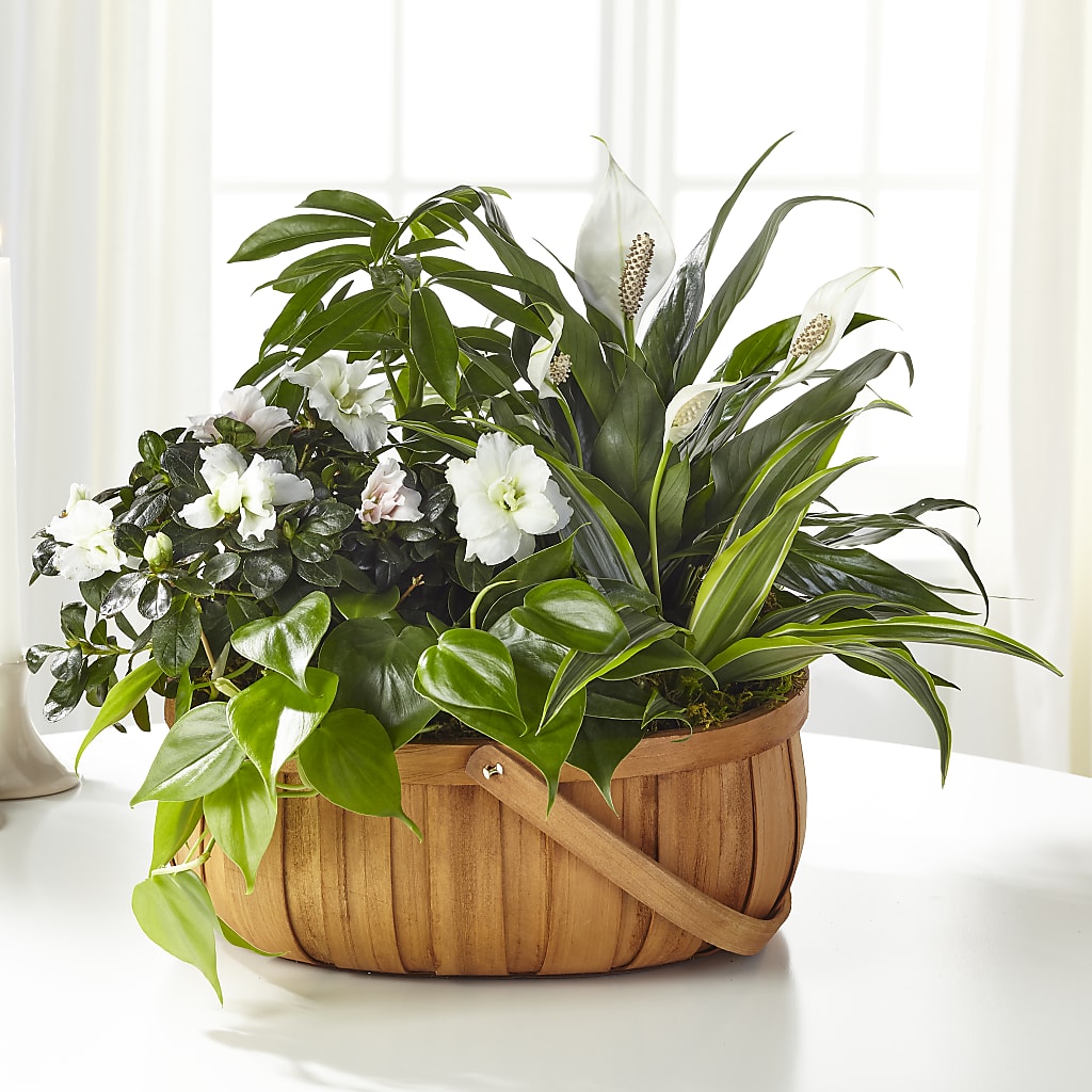 Serene Dishgarden – Netcong Village Florist, Netcong NJ