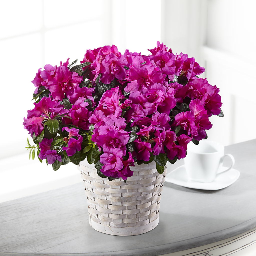 Hope & Serenity Azalea Plant – Netcong Village Florist, Netcong NJ