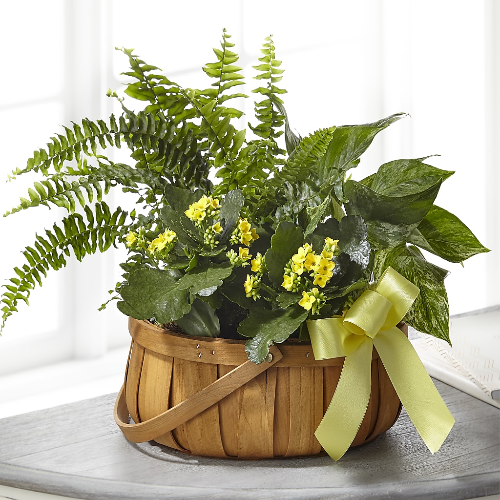 Always Dear Dishgarden – Netcong Village Florist, Netcong NJ