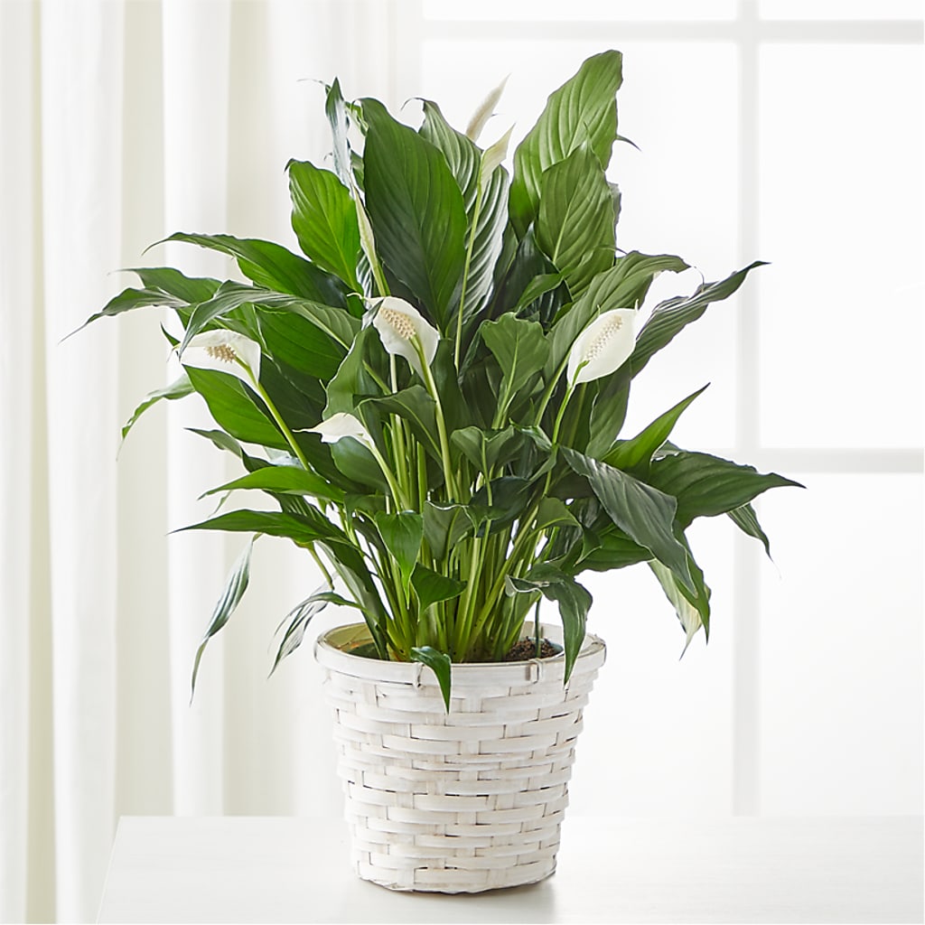 A New Leaf Peace Lily – Netcong Village Florist, Netcong NJ