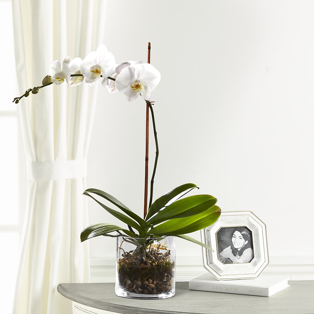 White Orchid Planter – Netcong Village Florist, Netcong NJ