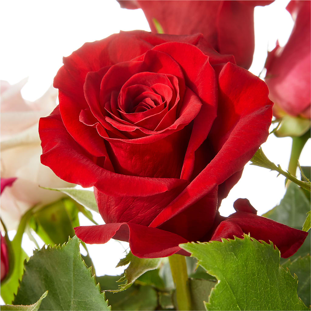 Love Notes Rose Bouquet – Netcong Village Florist, Netcong NJ