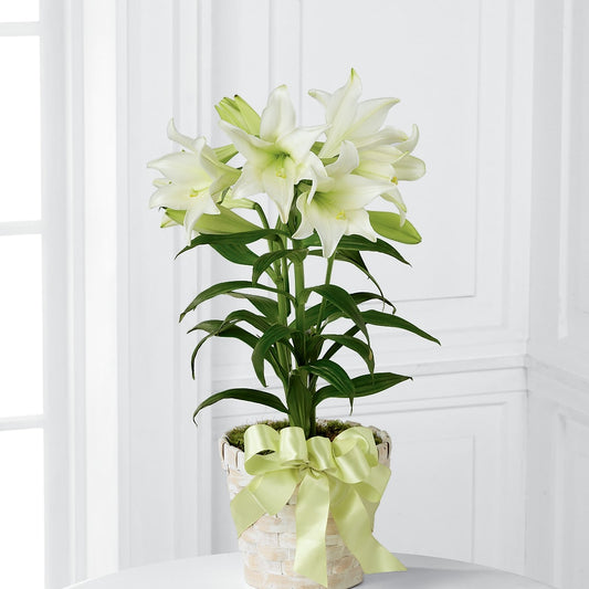 Easter Lily Plant –  Netcong Village Florist, Netcong NJ