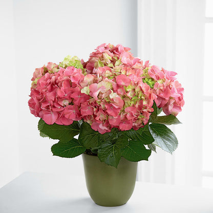 Pink Hydrangea Planter –  Netcong Village Florist, Netcong NJ