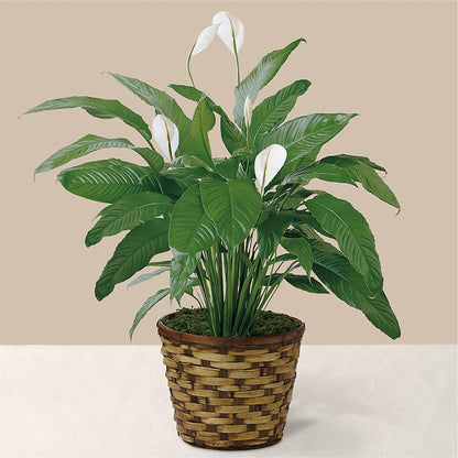 Tranquil Moments Peace Lily Plant –  Netcong Village Florist, Netcong NJ