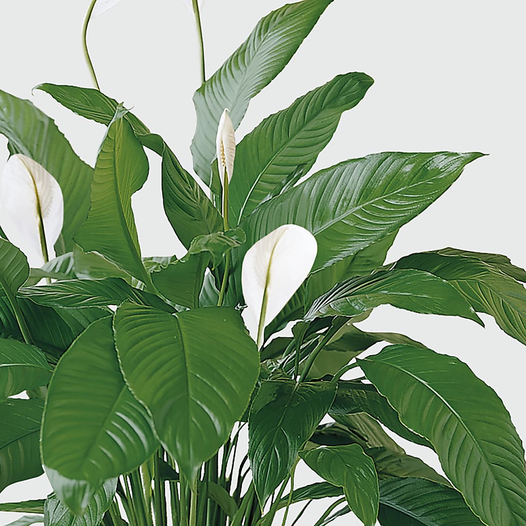 Tranquil Moments Peace Lily Plant –  Netcong Village Florist, Netcong NJ