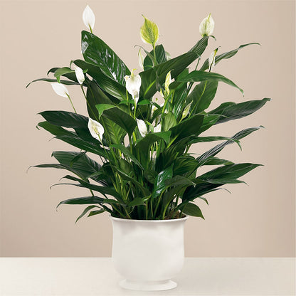 Comfort Planter –  Netcong Village Florist, Netcong NJ