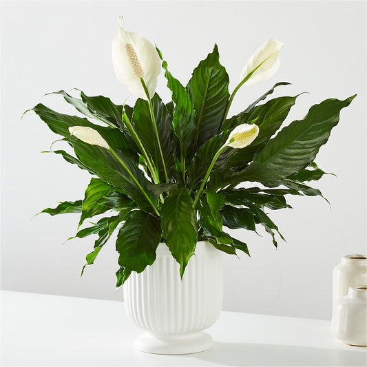Comfort Planter –  Netcong Village Florist, Netcong NJ