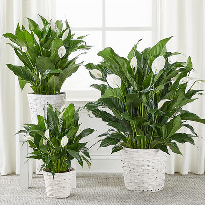 A New Leaf Peace Lily –  Netcong Village Florist, Netcong NJ