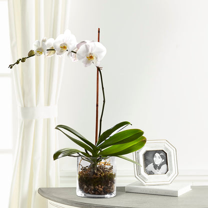 White Orchid Planter –  Netcong Village Florist, Netcong NJ